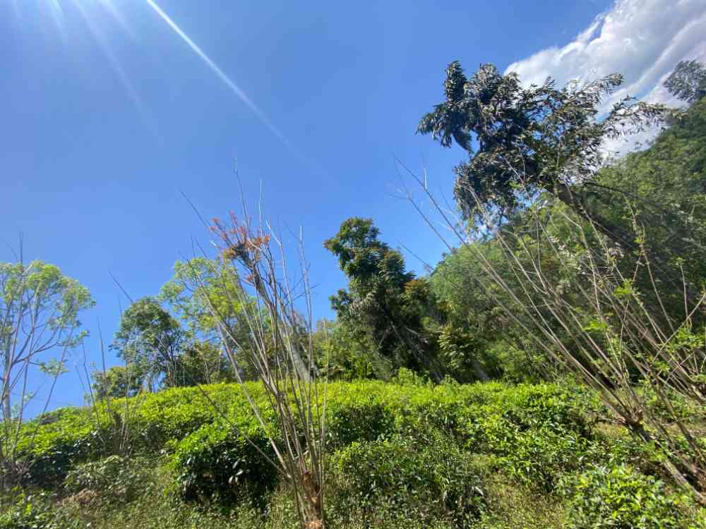 Tea land for sale