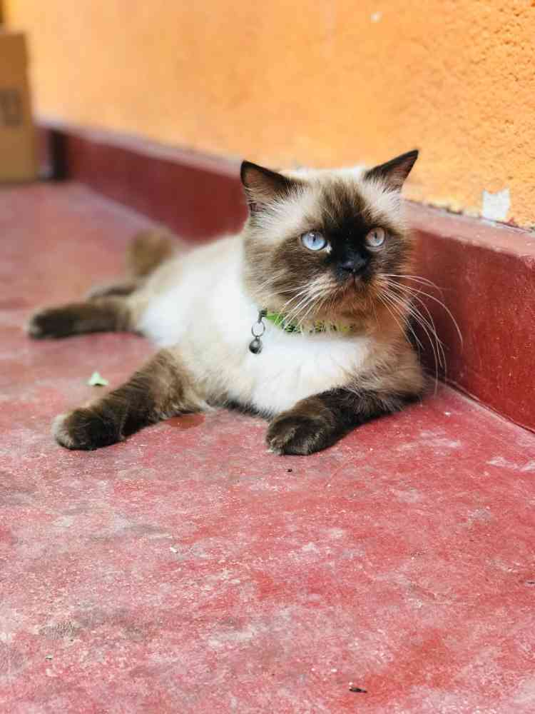 Himalayan cat