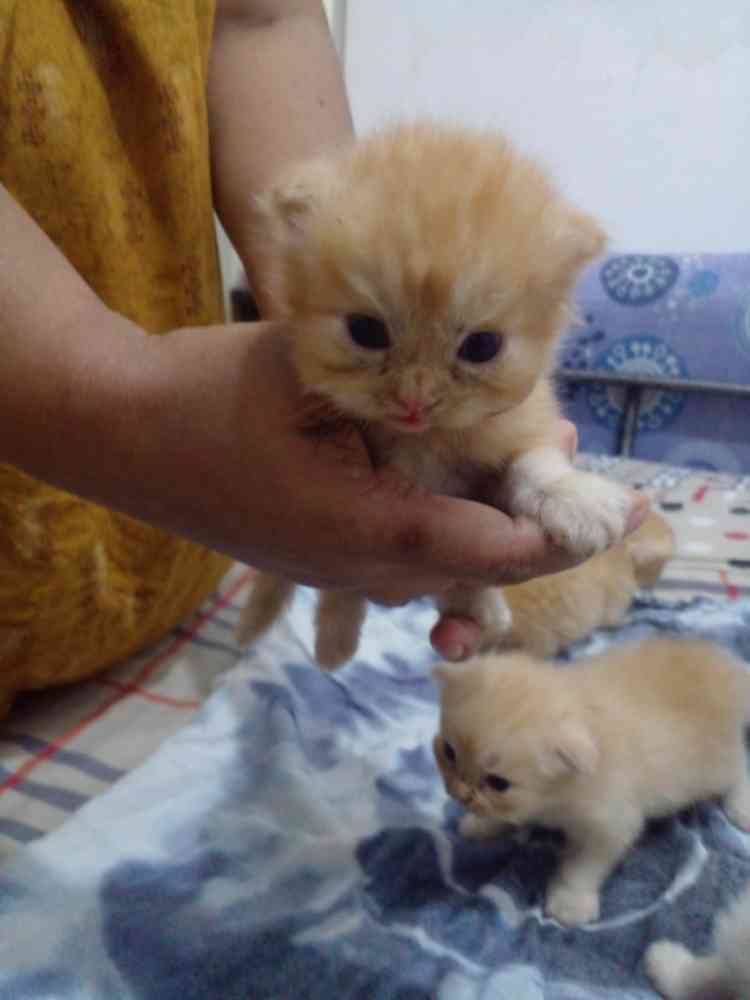 Original persian bread kittens for sale