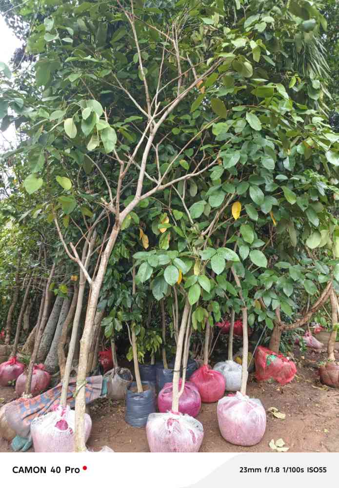 Root ball plants