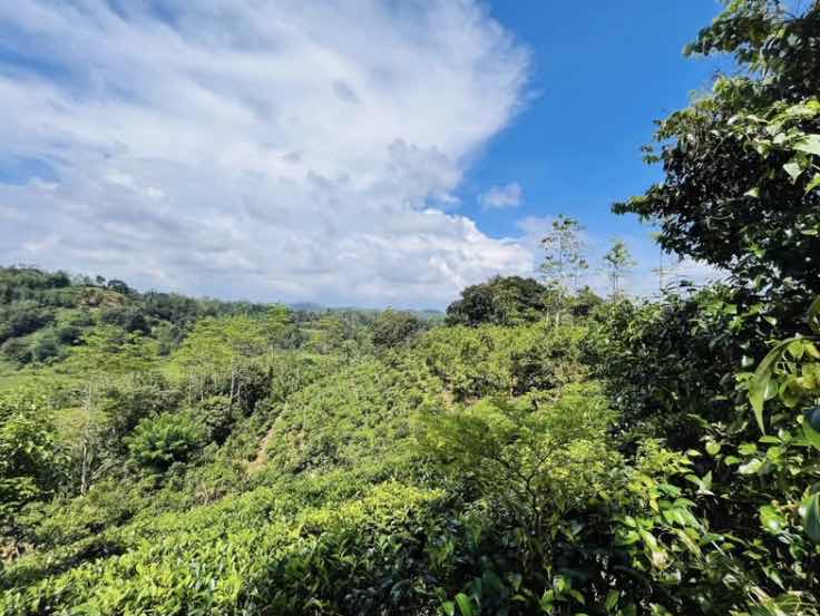 Cinnamon land for sale