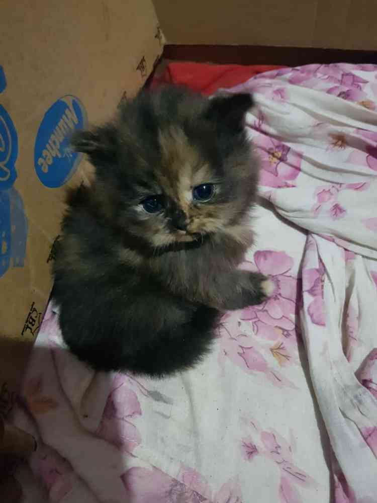Persian baby cats available