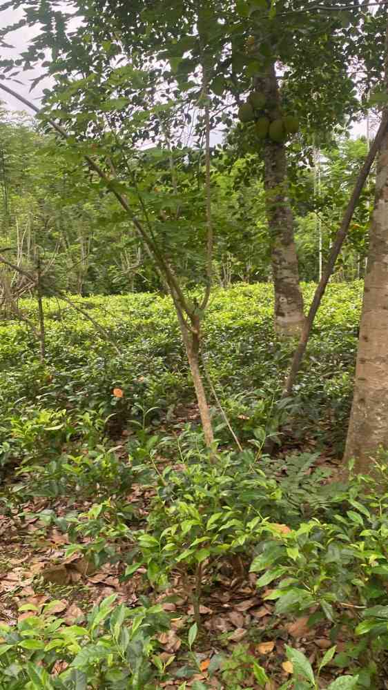 Land for sale in yatiyanthota