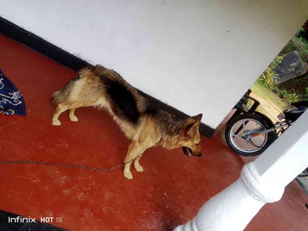 German shepherd dog for sale