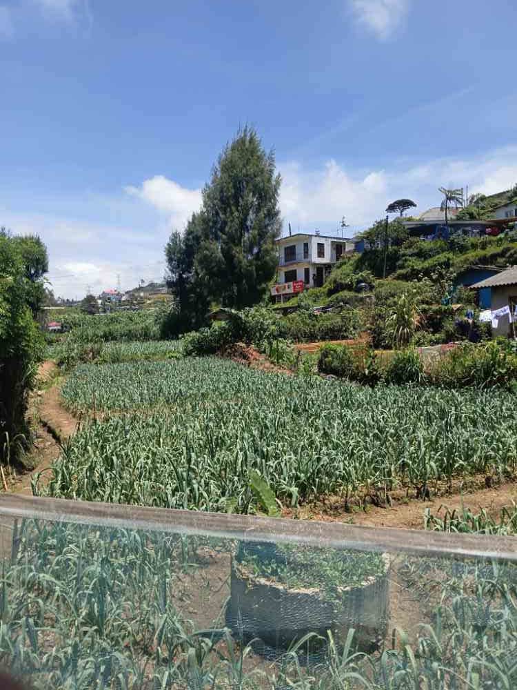 Residential and commercial agricultural land for sale