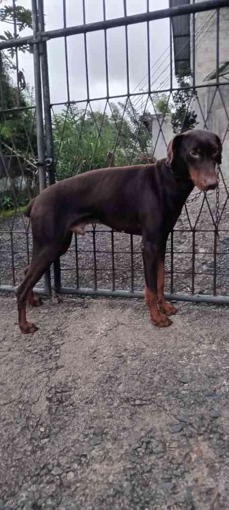 Doberman dog for sale