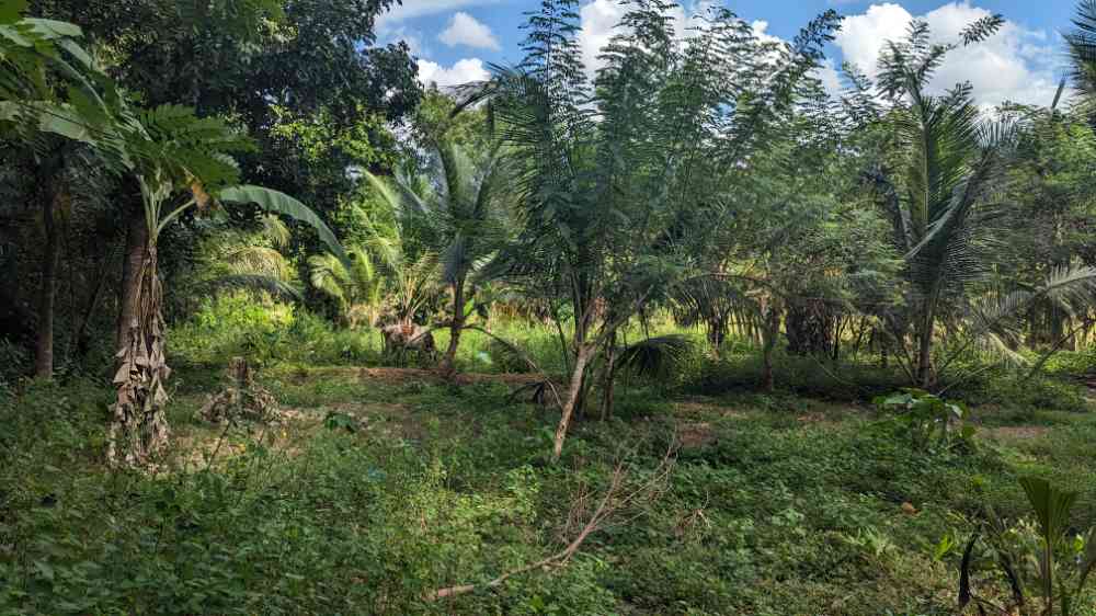 Land sale