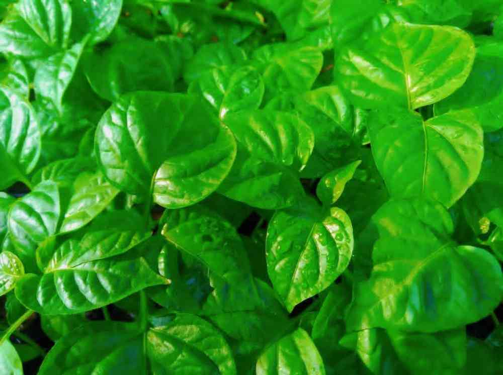Scotch bonnet dark green jambo nayimisis plants