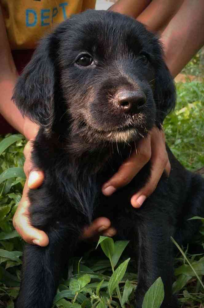 Flat coated retriever puppies
