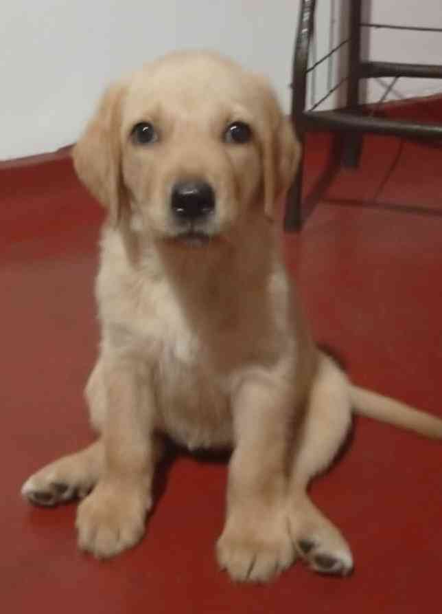 Labrador puppies