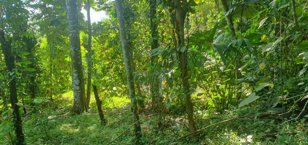 Land for sale in nugawella