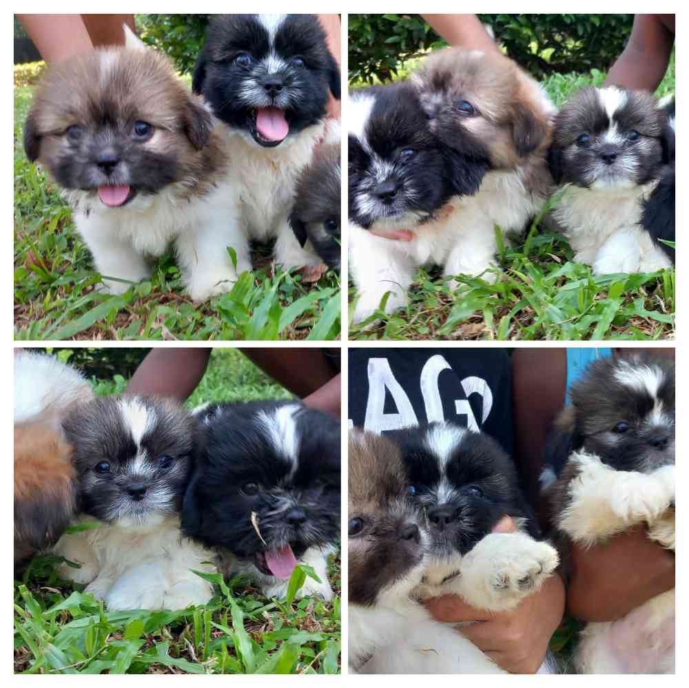 Shitzu puppies
