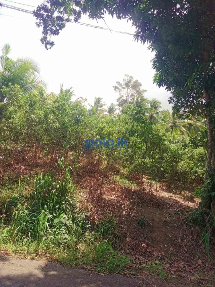 Land for sale in beliatta - photo 9