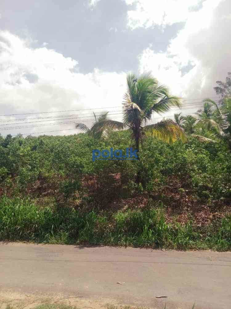 Land for sale in beliatta - photo 3