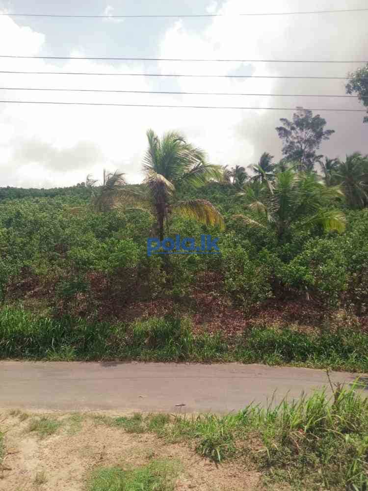 Land for sale in beliatta - photo 1