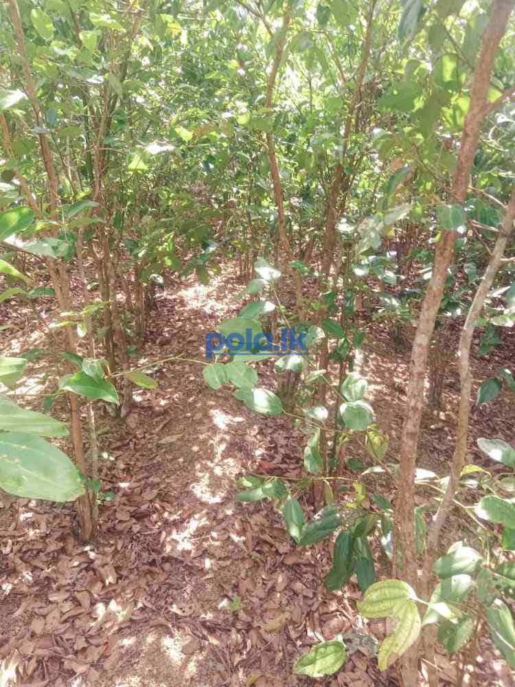 Land for sale in beliatta - photo 7