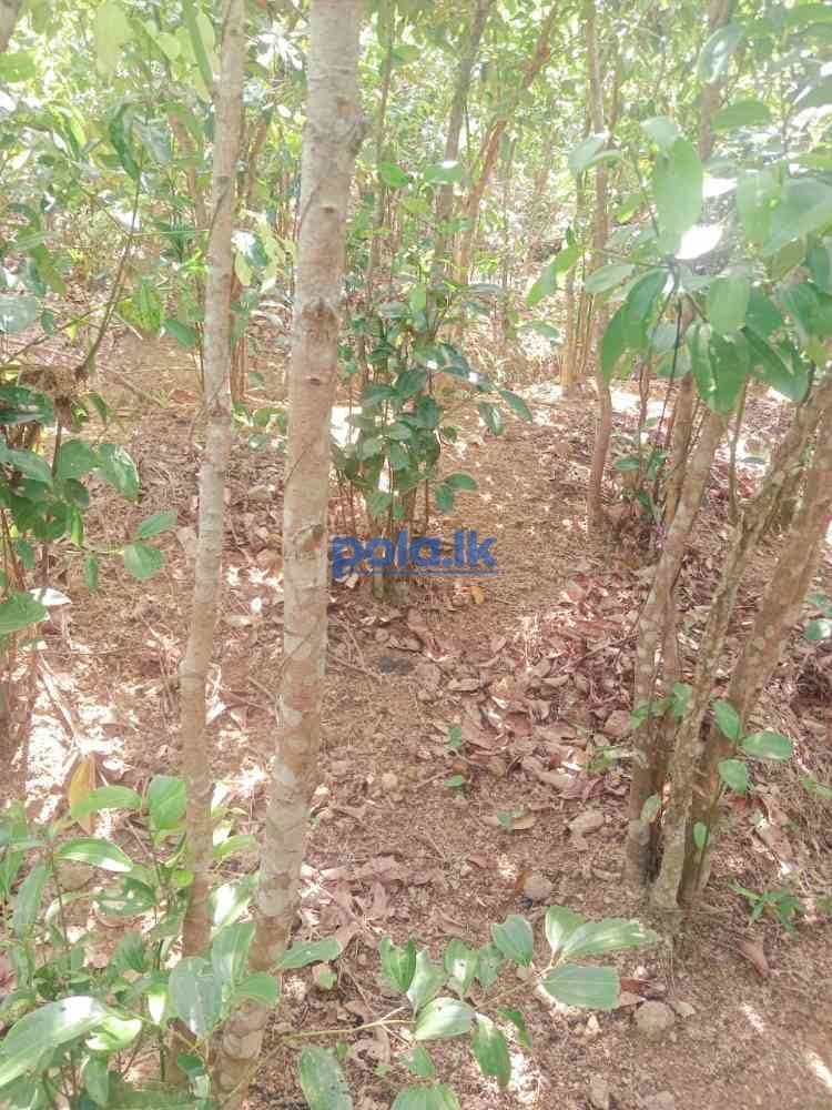 Land for sale in beliatta - photo 5