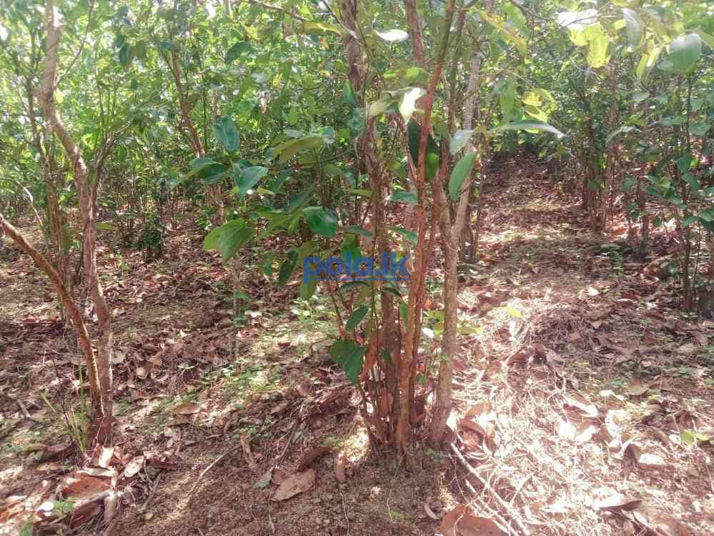 Land for sale in beliatta - photo 6