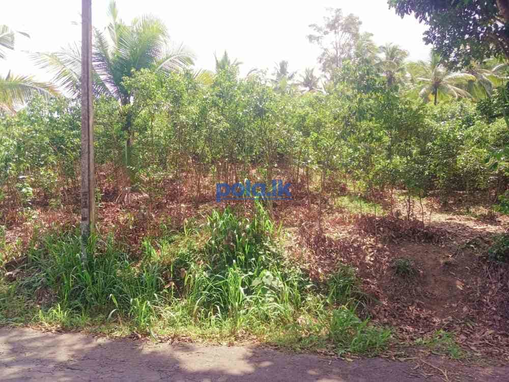 Land for sale in beliatta - photo 10