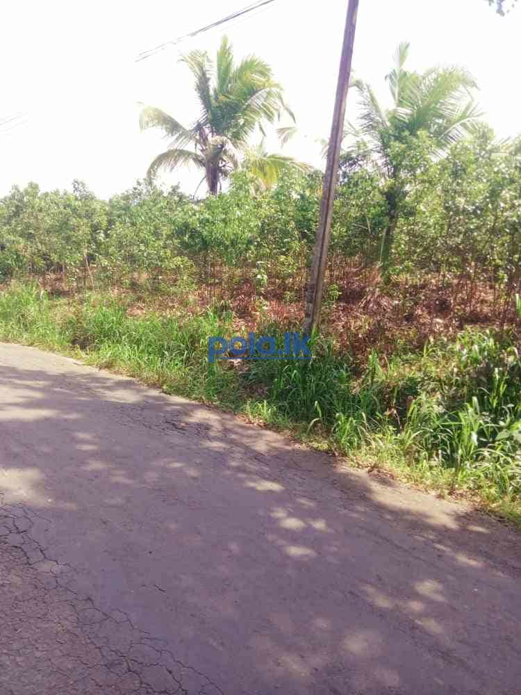 Land for sale in beliatta - photo 8
