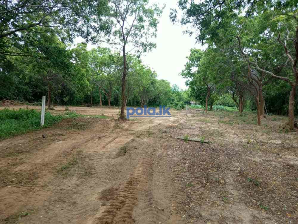 Land for sale in tangalle - photo 5
