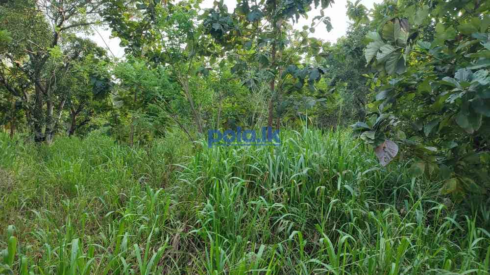 Highly residential land in anuradhapura city - photo 3