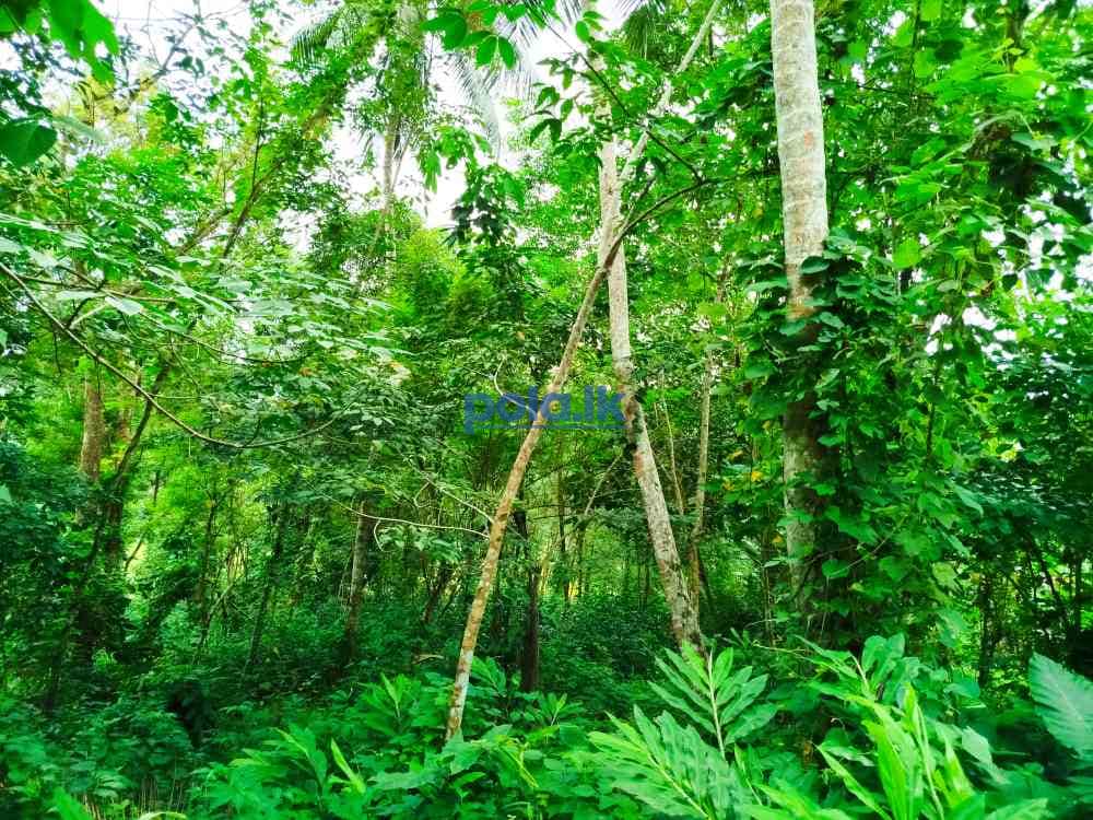 Land for sale in horana owitiyagala - photo 15