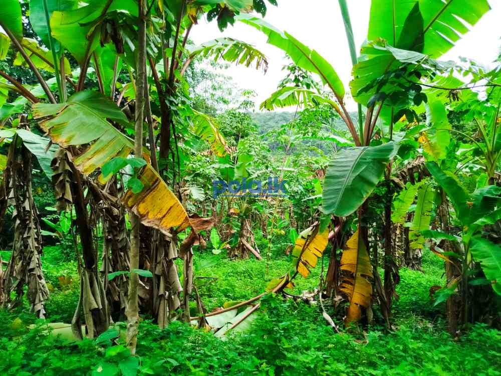 Land for sale in horana owitiyagala - photo 5