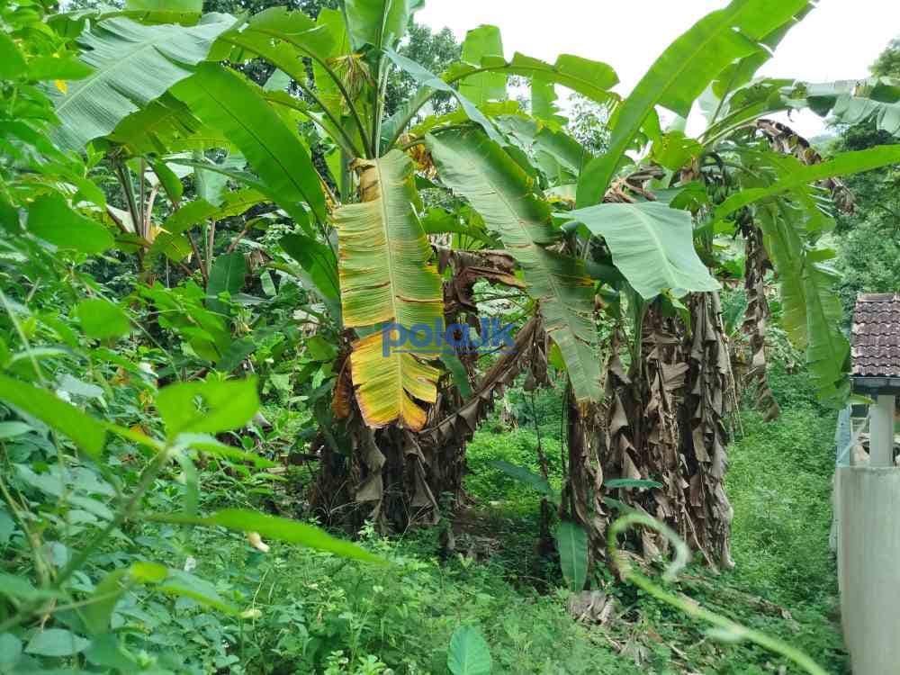 Land for sale in horana owitiyagala - photo 6