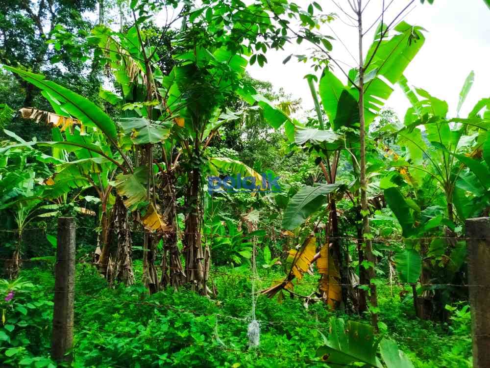 Land for sale in horana owitiyagala - photo 17