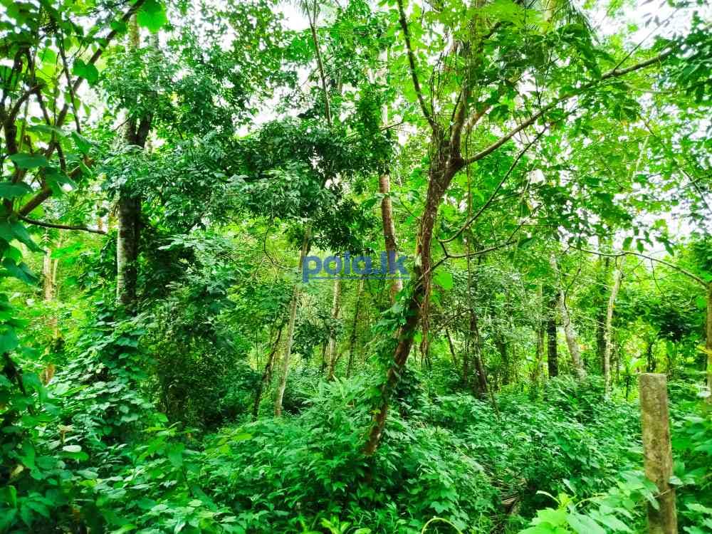Land for sale in horana owitiyagala - photo 13