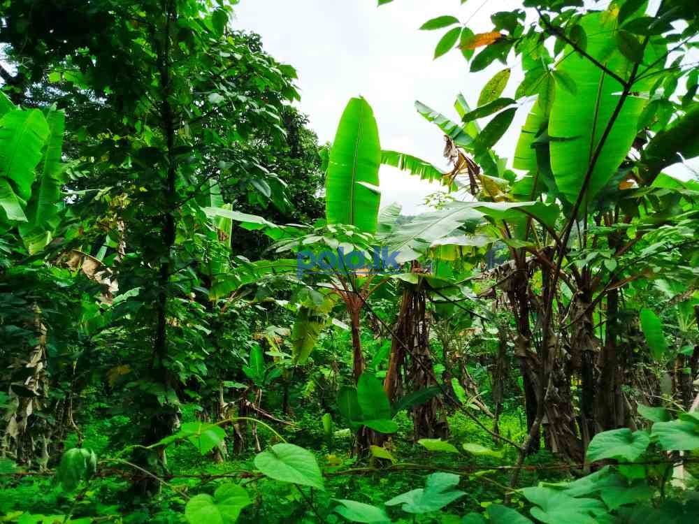 Land for sale in horana owitiyagala - photo 2