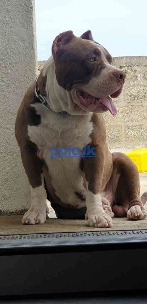 American bully dog for crossing - photo 2