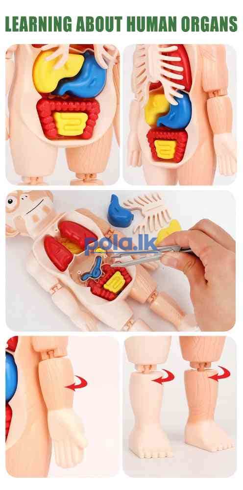 Human organ model assembled toy - photo 6