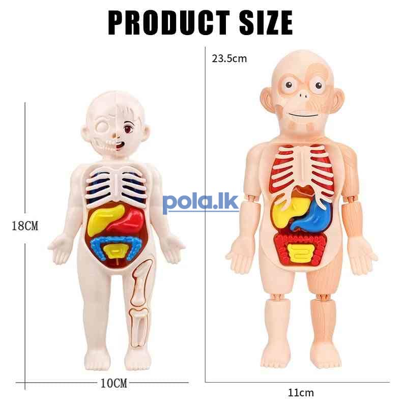 Human organ model assembled toy - photo 2