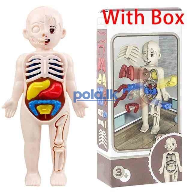 Human organ model assembled toy - photo 1
