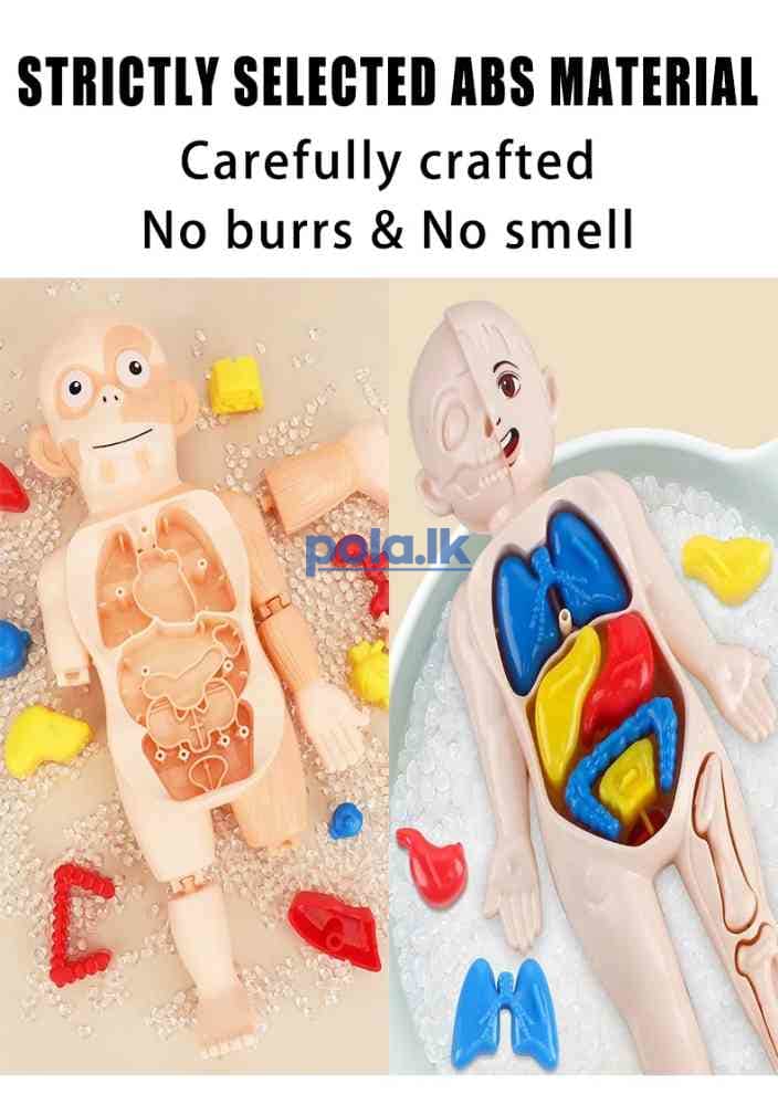 Human organ model assembled toy - photo 4
