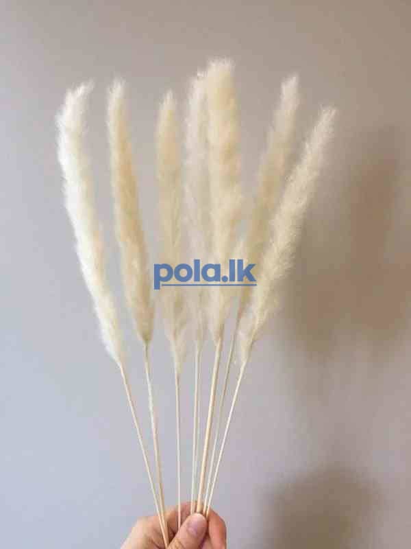 White pampass grass flower - photo 3