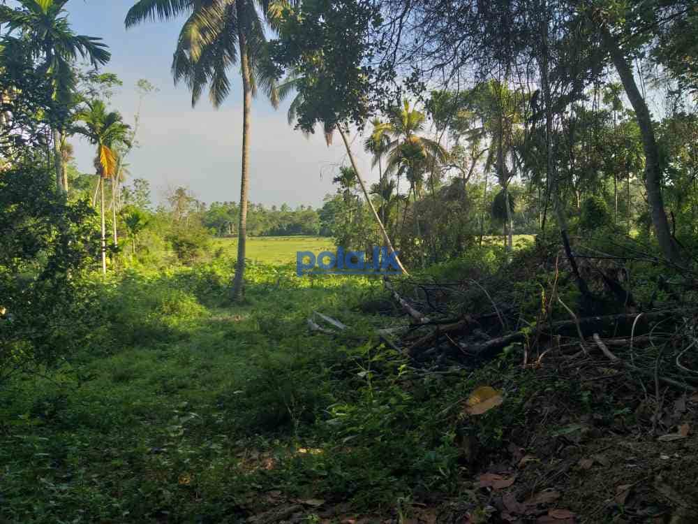 Land for sale in kamburugamuwa - photo 1