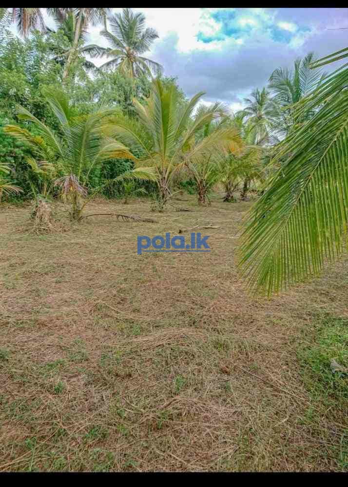 Land for sale in ibbagamuwa - photo 2