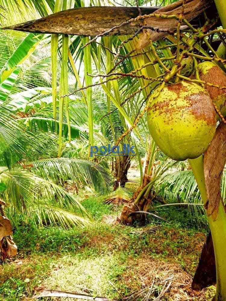 Land for sale in ibbagamuwa - photo 4