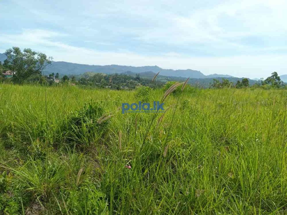 Land for sale in welimada - photo 4