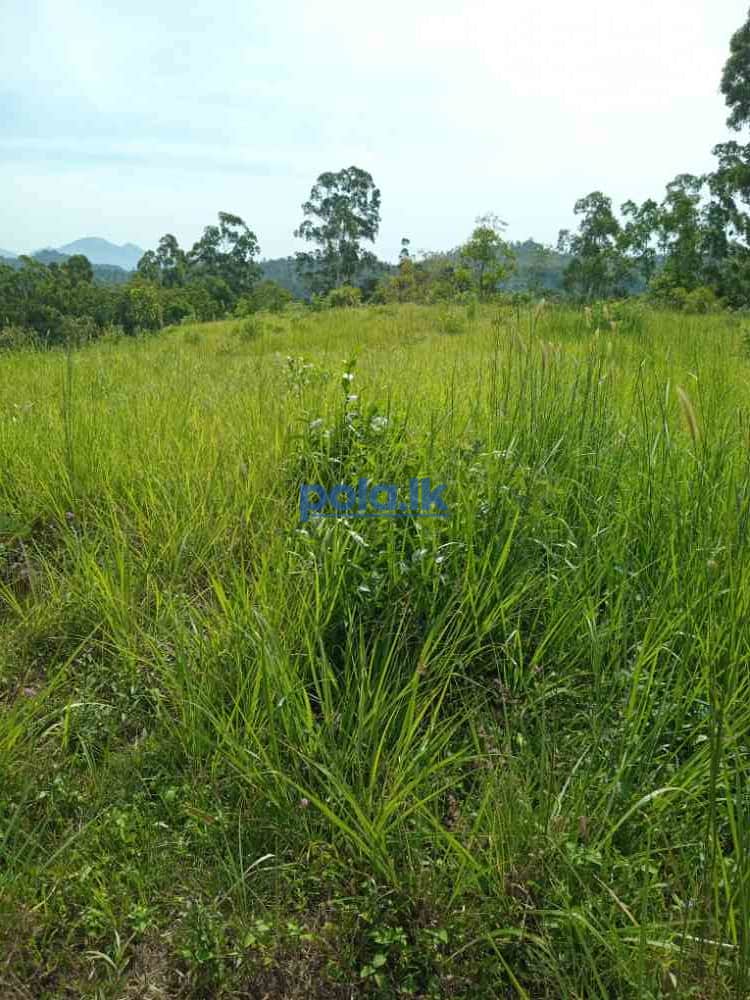 Land for sale in welimada - photo 7