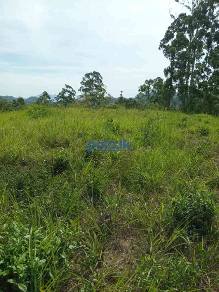 Land for sale in welimada - photo 6