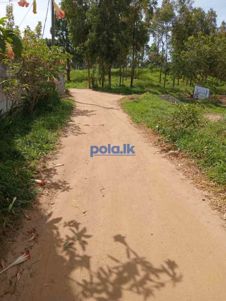 Land for sale in welimada - photo 9