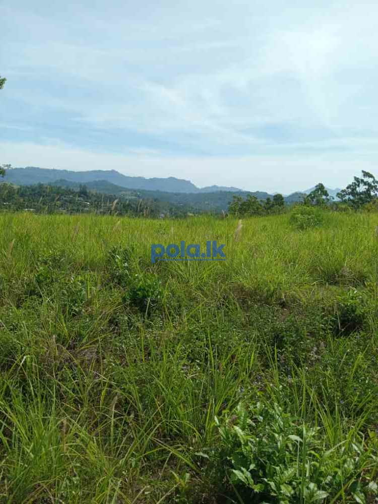 Land for sale in welimada - photo 5