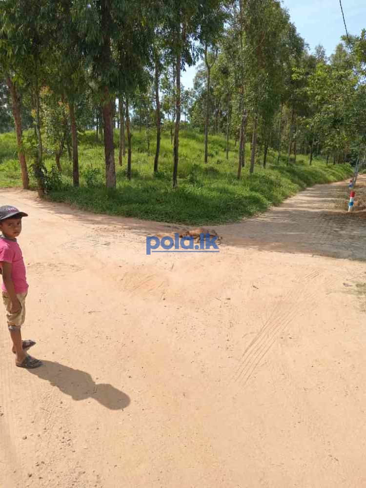 Land for sale in welimada - photo 8