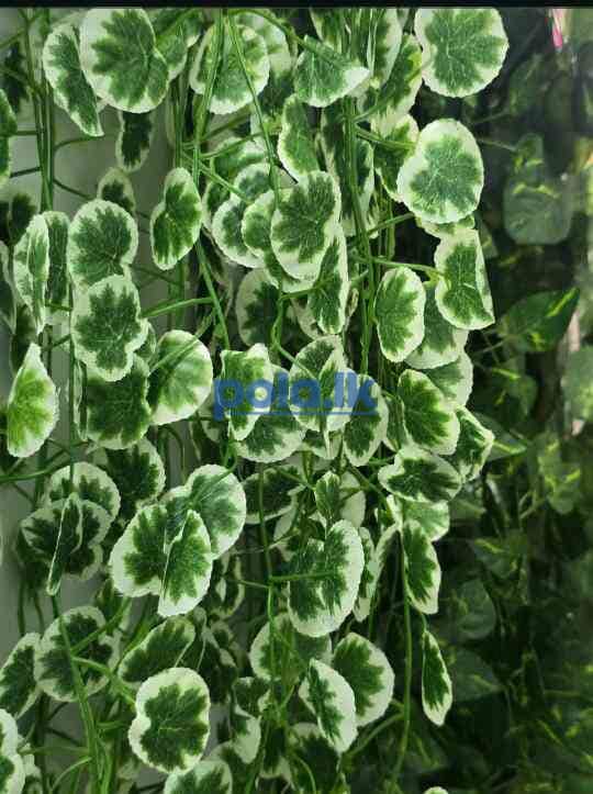 Sashi flowers - photo 17