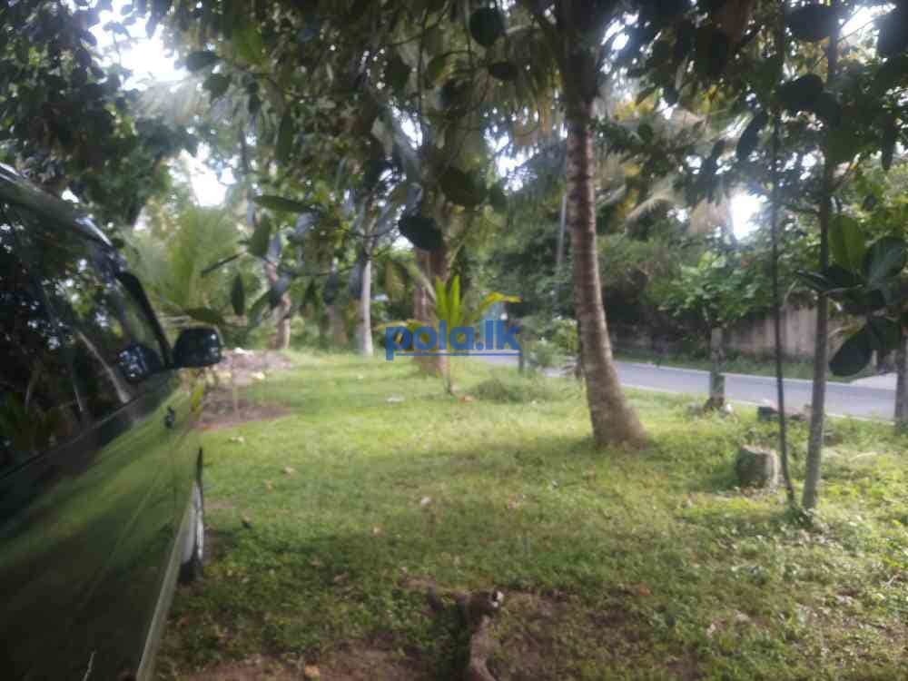 Land for sale in pannipitiya - photo 1