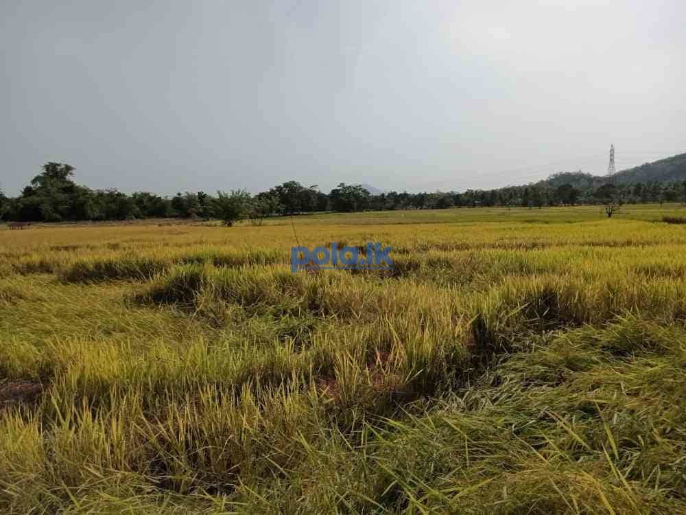 Two acres paddy field - photo 4